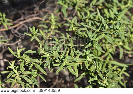 Narrow-leaved Cistus Leaves - Latin Name - Cistus Monspeliensis