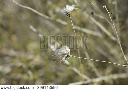 Ache Plume Seed Heads - Latin Name - Fallugia Paradoxa