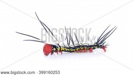 Worm And Isolated On A White Background.