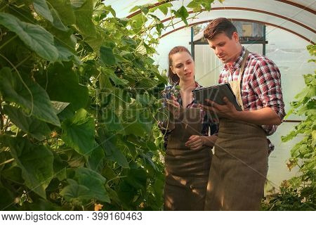 Agronomists Woman And Man Conducts Inspection Of Growing Cucumbers In Greenhouse And Put Indicators 