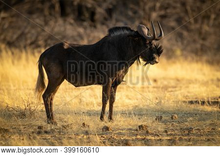 Black Wildebeest Stands On Grass In Profile