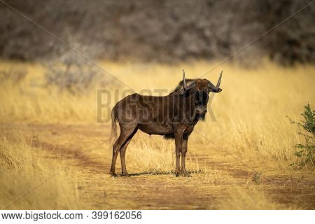 Black Wildebeest Stands On Track Eyeing Camera