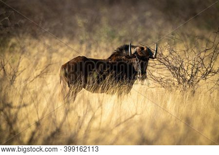 Black Wildebeest Stands Watching Camera In Grass