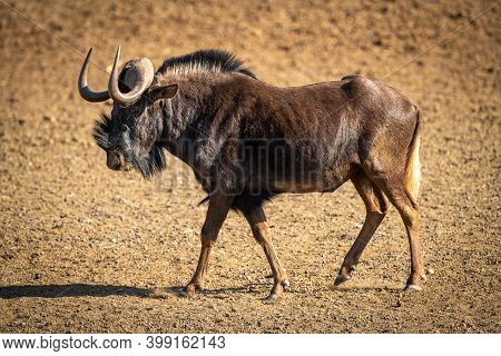 Black Wildebeest Walks Across Bare Rocky Pan