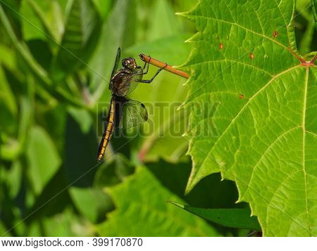 Black Saddlebags Female (tramea Lacerata) Dragonfly Hangs Onto Green Leaf In Close Up Macro