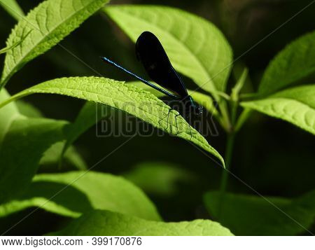 Ebony Jewelwing Dragonfly With Detail Sits On Green Leaf With Slight Shadow On Leaf From Legs Surrou