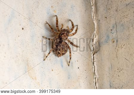 Adult Jumping Spider Of The Species Marma Nigritarsis