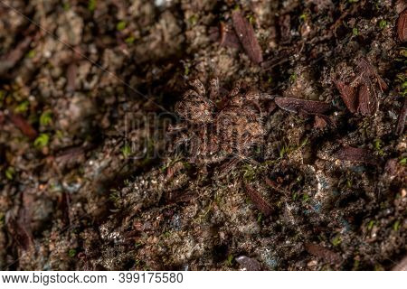 Adult Jumping Spider Of The Species Marma Nigritarsis