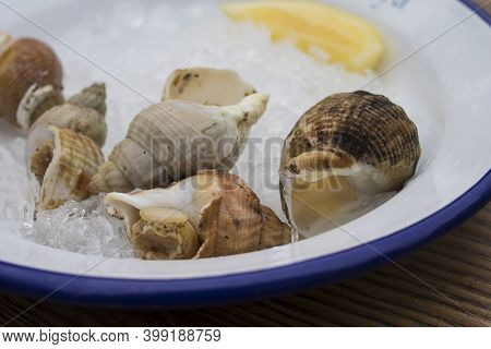 Beautiful Sea Snails With Lemon On Ice