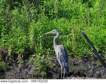 Great Blue Heron On Bank Of Pond With Curved Neck And High Summer Green Plants In Background On Sunn
