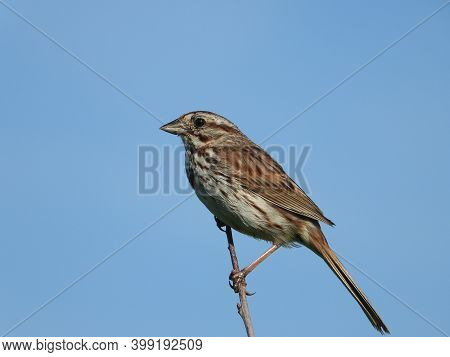 Song Sparrow Bird Perched On Top Tree Branch With Bright Blue Open Cloudless Sky In The Background L