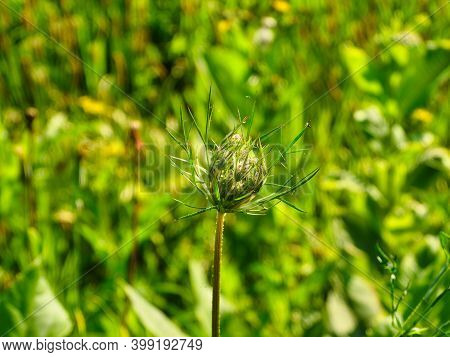 Closed Prairie Seed Head In Early Summer With Green Foliage Blurred In Background Closeup Macro