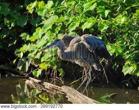 Blue Heron Bird Stretches Wings While Balancing Perched On Dead Tree Branch In Pond With Green Folia