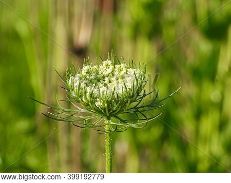 Closeup Of Prairie Seed Head Before It Opens With Blurred Meadow In Background