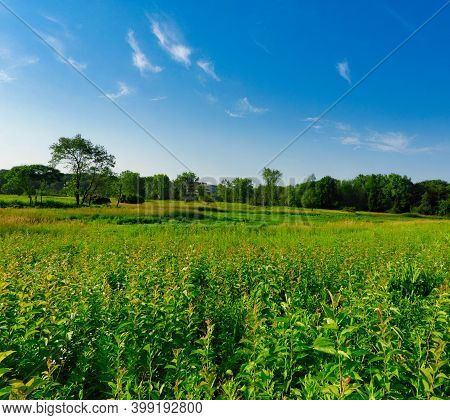 Summer Landscape View Prairie Meadow With Vibrant Green Foliage With Forest In Background And Bright