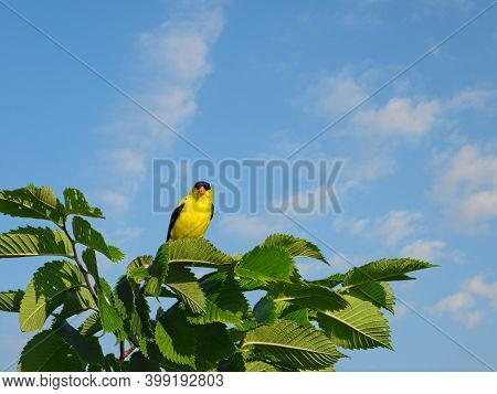 American Goldfinch Bird Looks Forward While Perched On Tree Branch With Green Leaves With Bright Blu