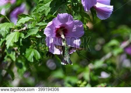 Ruby-throated Hummingbird Getting Nectar From Light Purple Rose Of Sharon Flower While In Flight