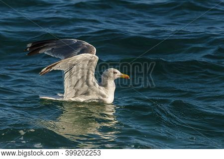 A Seagull In The Waves Of The Sea Catches Fish.