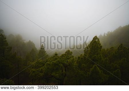 Green Pine Forest In Dense Fog