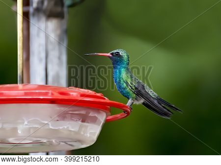 Broad Billed Hummingbird With Bright Green And Blue Feathers And Red Beak Perched In Close Up Profil