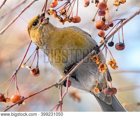 Pinicola Enucleator Bird, Female, On A Branch With Berries, Close-up