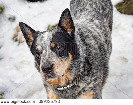 Blue Heeler Dog In The Snow. Smart Australian Cattle Dog With Sharp Ears Listening. Snowy Walk