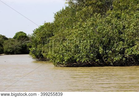 River And Forest In Orinoco Delta, Venezuela
