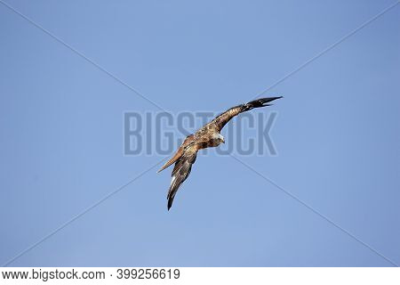 Red Kite, Milvus Milvus, Adult In Flight Against Blue Sky