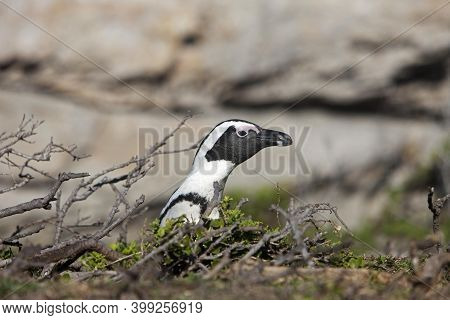 Jackass Penguin Or African Penguin, Spheniscus Demersus, Head Of Adult Emerging From Bush, Betty's B