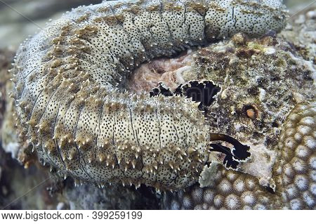A Sea Cucumber Has Released Its Tentacles, And A Small Gobi Fish Is Peeking Out Of Its Hole. Underwa