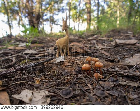 Wide Angle Photography Of A Group Of Golden Trumpet Mushrooms And A Wooden Animal On The Ground Of A