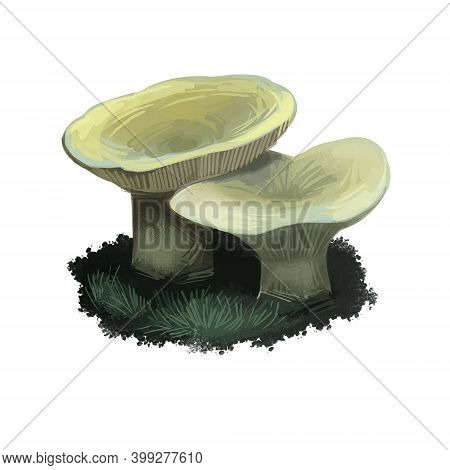 Russula Aeruginea, Tacky Or Grass Green Mushroom Closeup Digital Art Illustration. Boletus Has Light