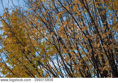 Beautiful Trees With Yellow Leaves Surrounded By Buildings In Prague 6 Part Of Bubenec District, On 