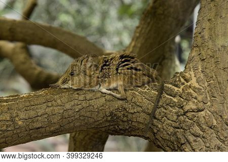 The Round-eared Elephant Shrew (macroscelides Proboscideus) In Zoo.