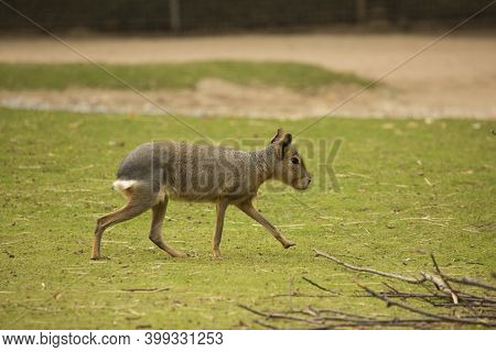 The Patagonian Mara (dolichotis Patagonum) In Zoo.