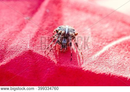 Spider cross. Wild dangerous poisonous arachnid. Arachnophobia. Fear of insects.