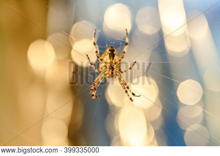 Spider cross. Wild dangerous poisonous arachnid. Arachnophobia. Fear of insects.