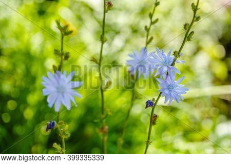 Chicory. Chicory flowers growing in nature. Plant used in cooking and dietary food