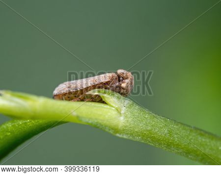 Macro Photography Of Planthopper On Stalk Of The Plant