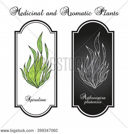 Spirulina Arthrospira Platensis , Edible And Medicinal Seaweed. Hand Drawn Botanical Vector Illustra