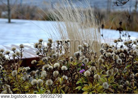 Autumn Perennial Beds Are Sad But Beautiful. Their Fertility Spews Out The Seeds And Acts Aesthetica