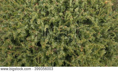 Thuja Green Background. Decoration Outdoor Plant In The Park, Yard And Backyard.