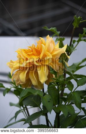 Yellow Flower On A Background Of Green Leaves.