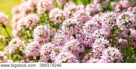 Spring Thyme Or Thymus Blooming, A Spicy Herb For Use In Cooking, Part Of The Famous French Provenc 