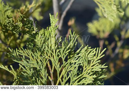 Incense Cedar Pillar - Latin Name - Calocedrus Decurrens Pillar