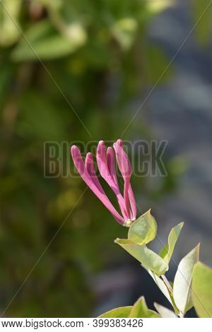 Honeysuckle Dropmore Scarlet Flower Buds - Latin Name - Lonicera X Brownii Dropmore Scarlet