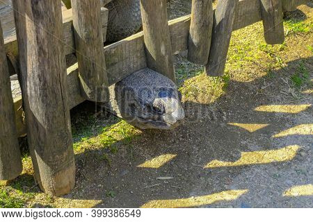 Giant Galapagos Turtle's Head Close-up In Wooden Fence On The Ground Top View Across Another Turtle.