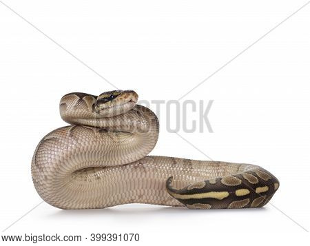 Baby Butter Ballpython Aka Python Regius, Upright Showing Belly. Isolated On White Background.