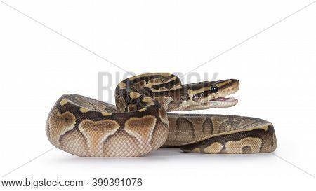 Baby Butter Ballpython Aka Python Regius, Head Up And Mouth Open To Bite. Isolated On White Backgrou
