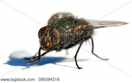 Fly With Red Eyes, Closeup Of Fly Isolatet On The White Background